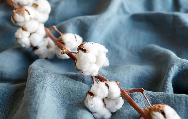 pentingnya sertifikasi cotton untuk industri tekstil